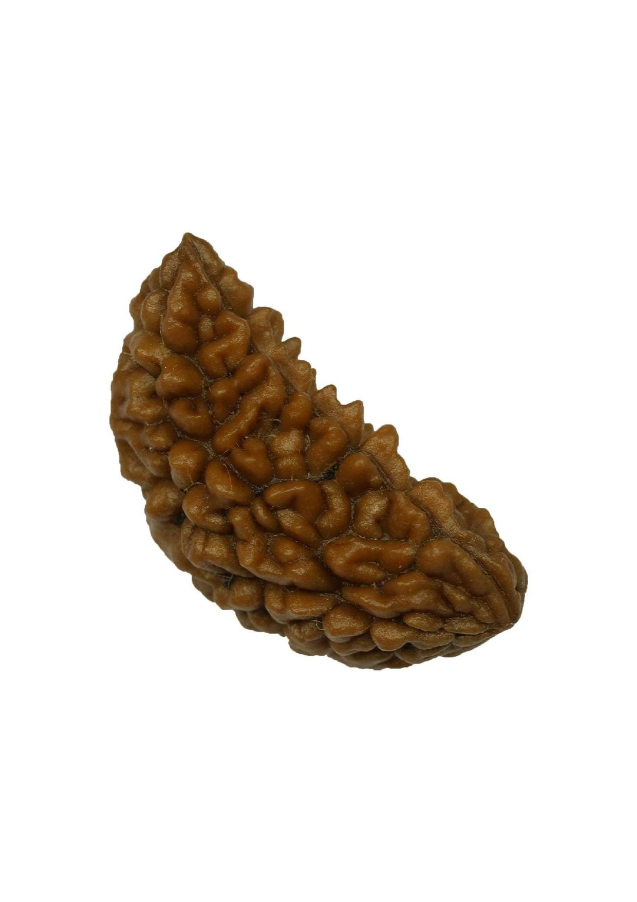 1 Mukhi Original Rudraksh