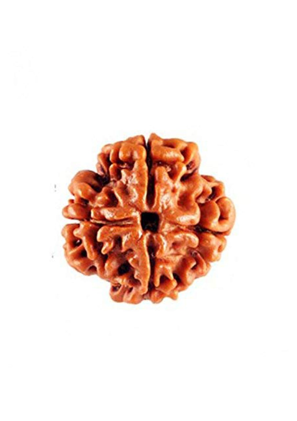 4 Mukhi Original Rudraksha