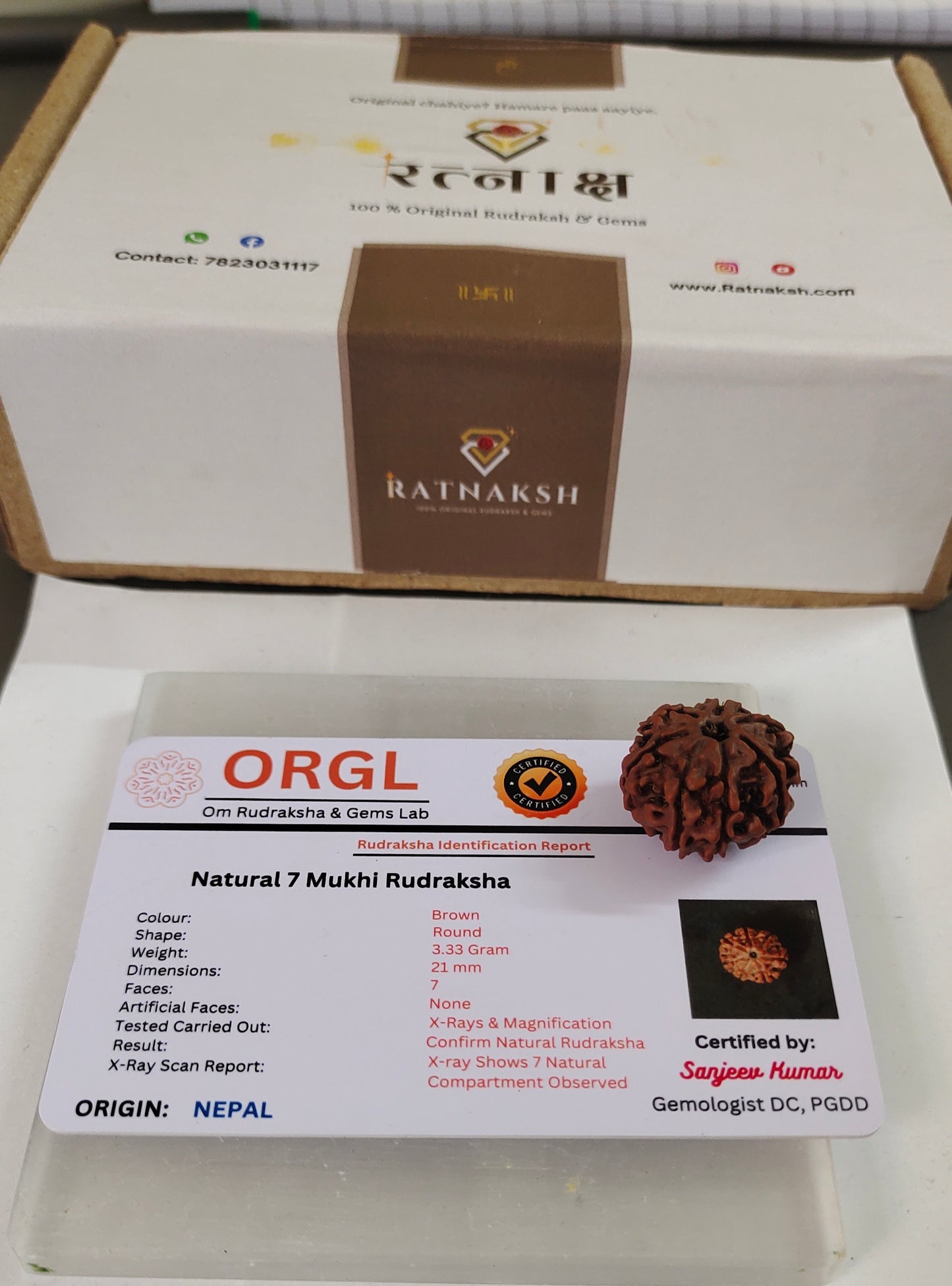 7 Mukhi Original Rudraksha