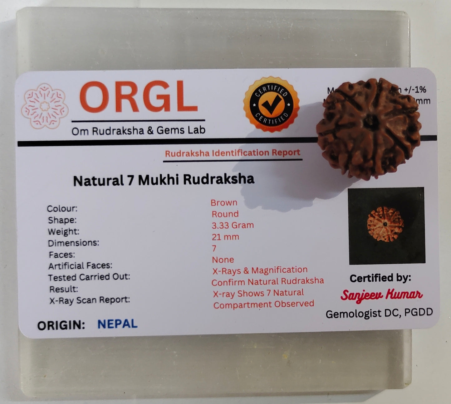 7 Mukhi Original Rudraksha