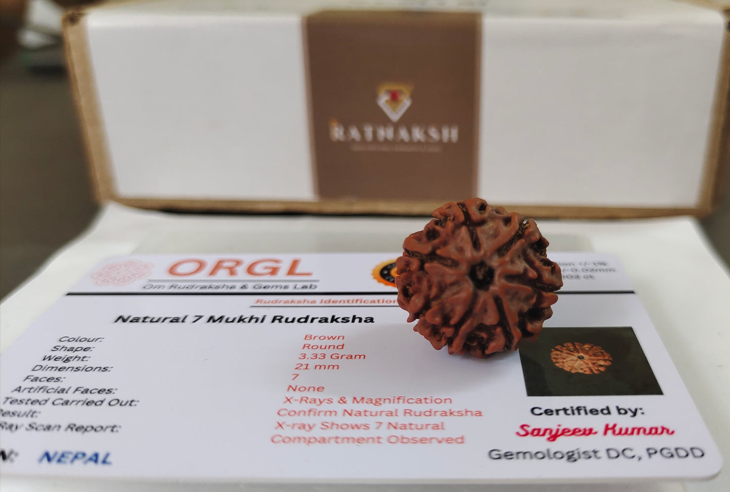 7 Mukhi Original Rudraksha