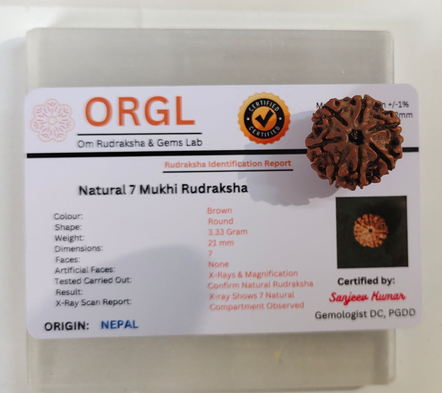 7 Mukhi Original Rudraksha