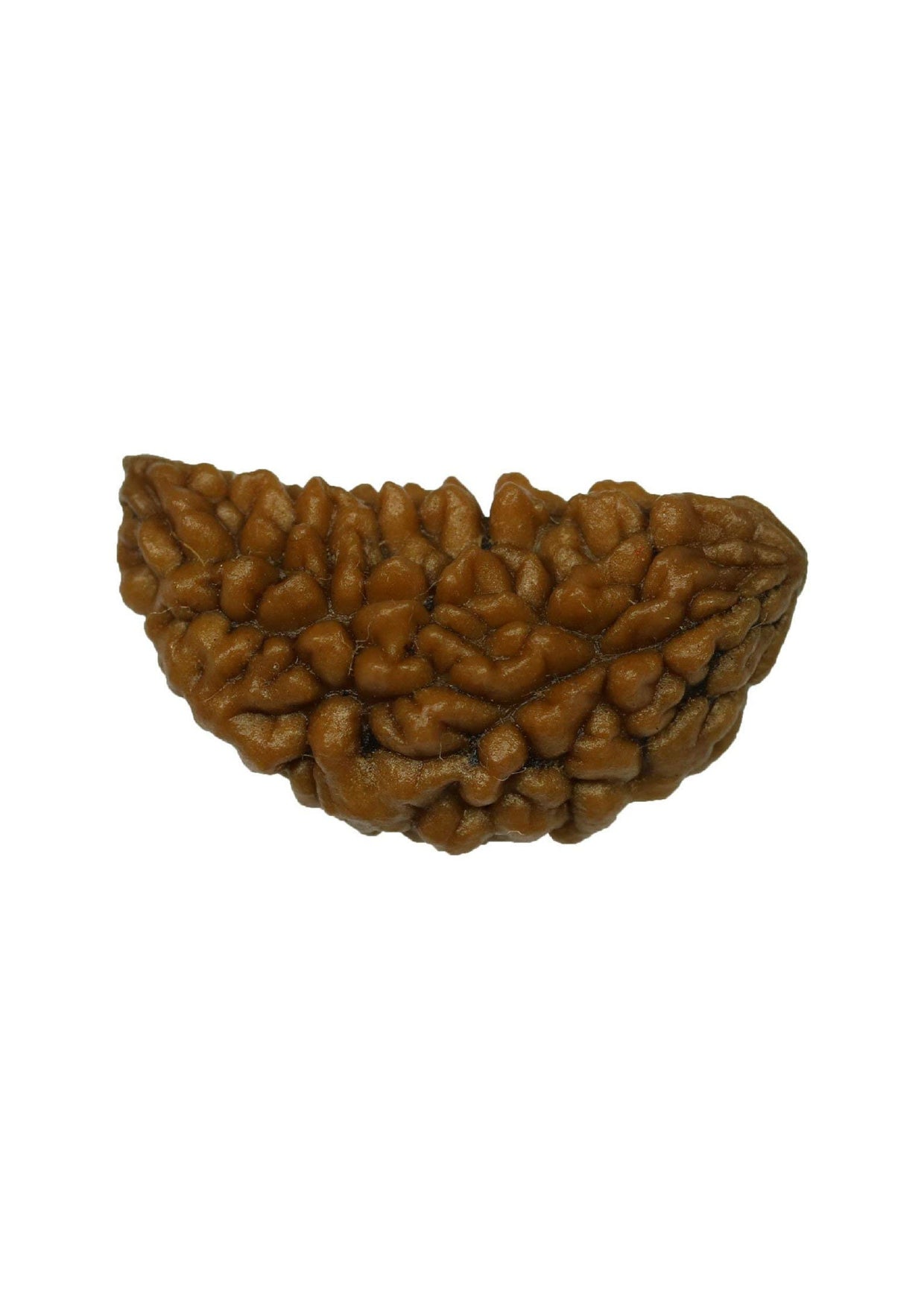 1 Mukhi Original Rudraksh