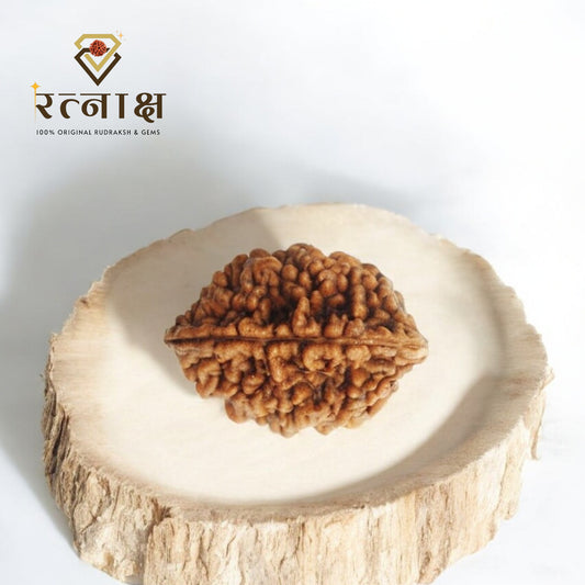 2 Mukhi Original Rudraksh