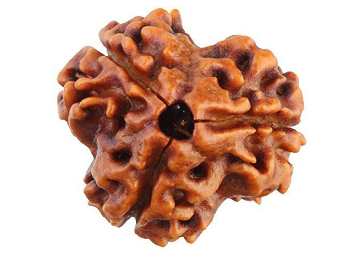3 Mukhi Original Rudraksha