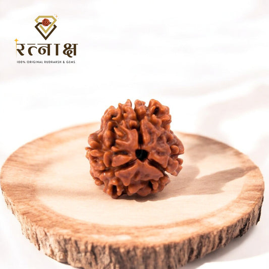3 Mukhi Original Rudraksha