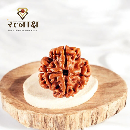 4 Mukhi Original Rudraksha
