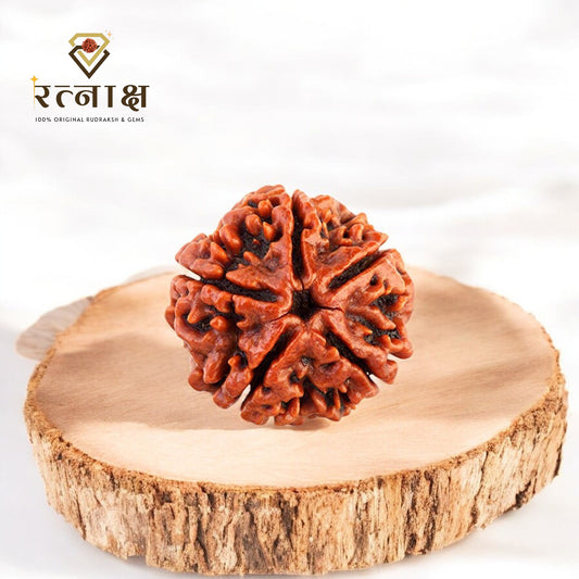 5 Mukhi Original Rudraksha