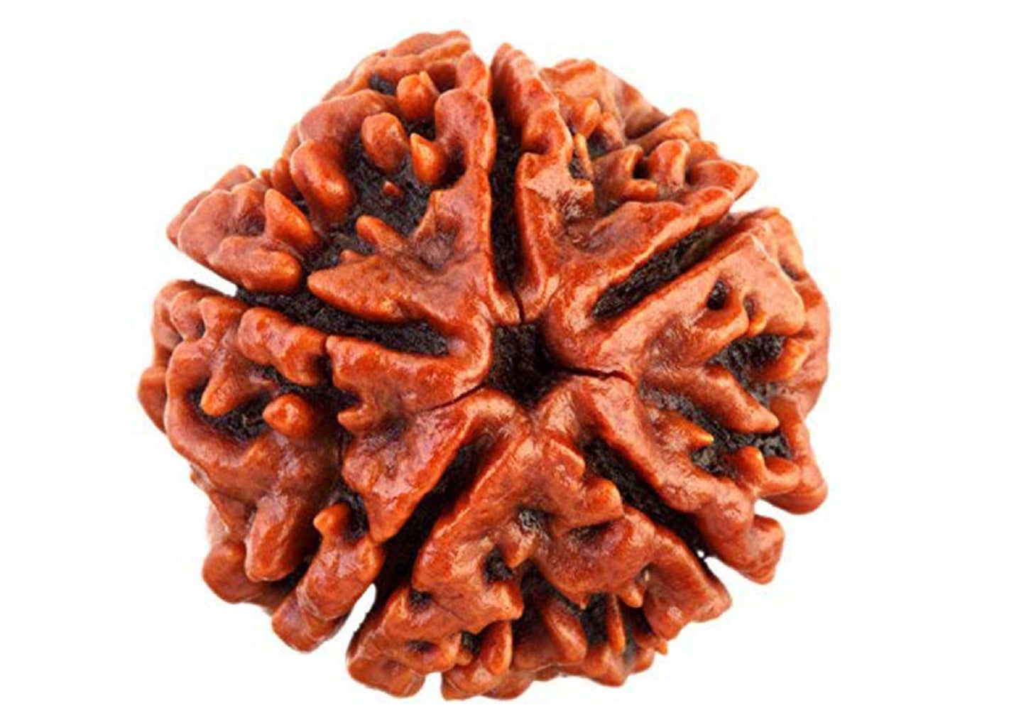5 Mukhi Original Rudraksha