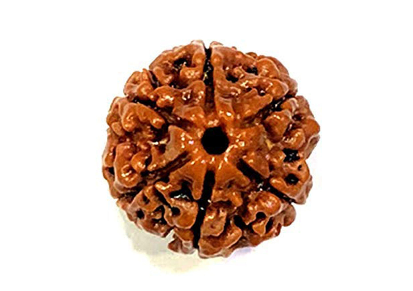 6 Mukhi Original Rudraksha