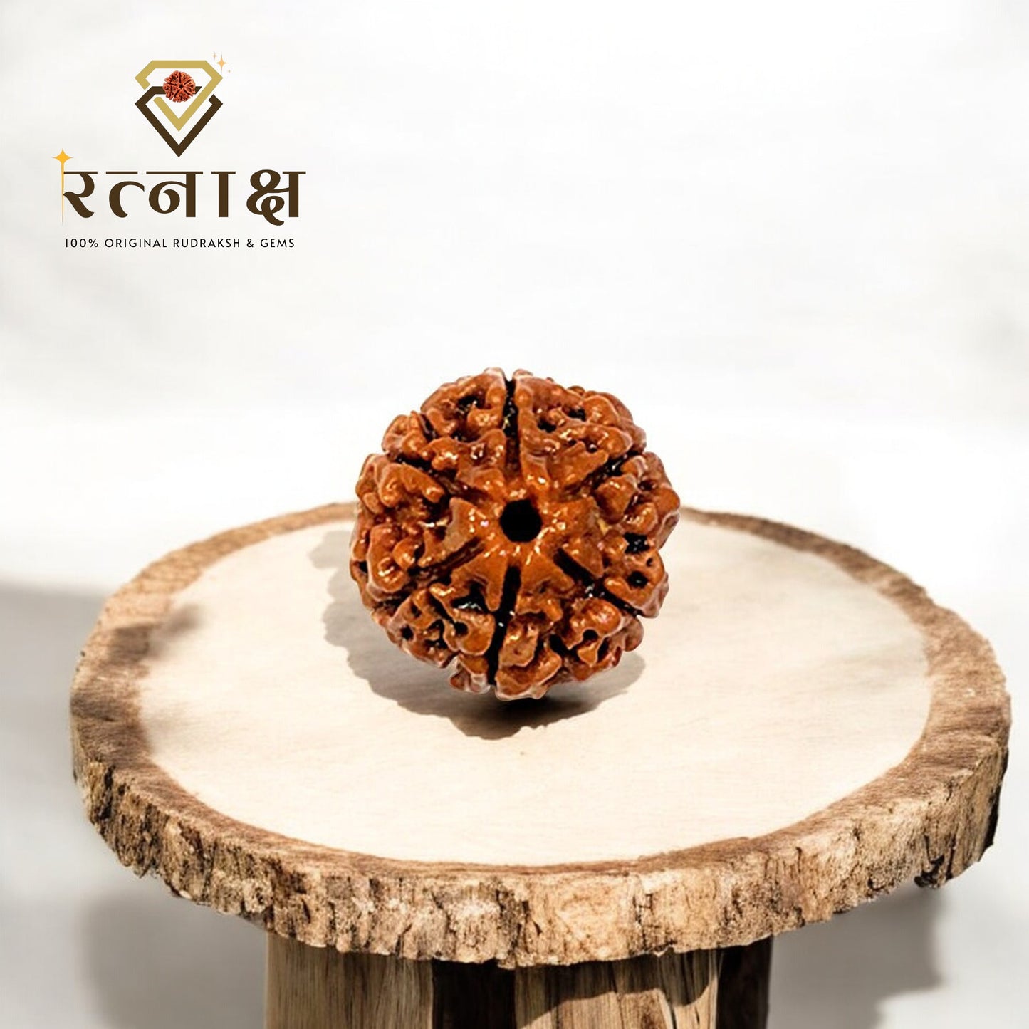 6 Mukhi Original Rudraksha