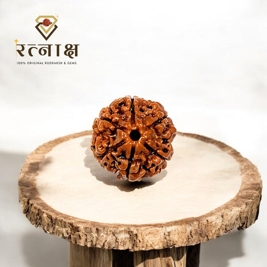 6 Mukhi Original Rudraksha