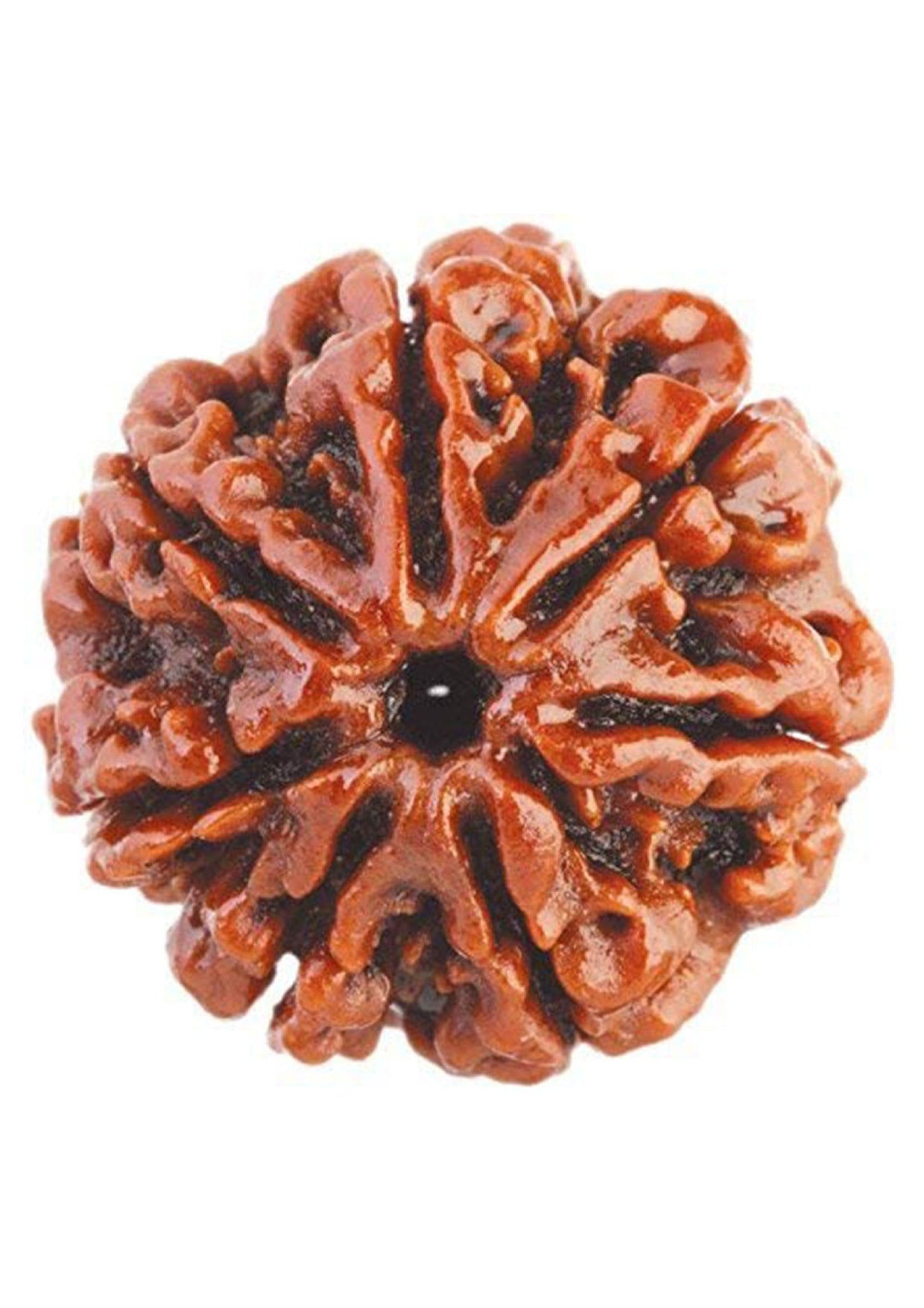 7 Mukhi Original Rudraksha