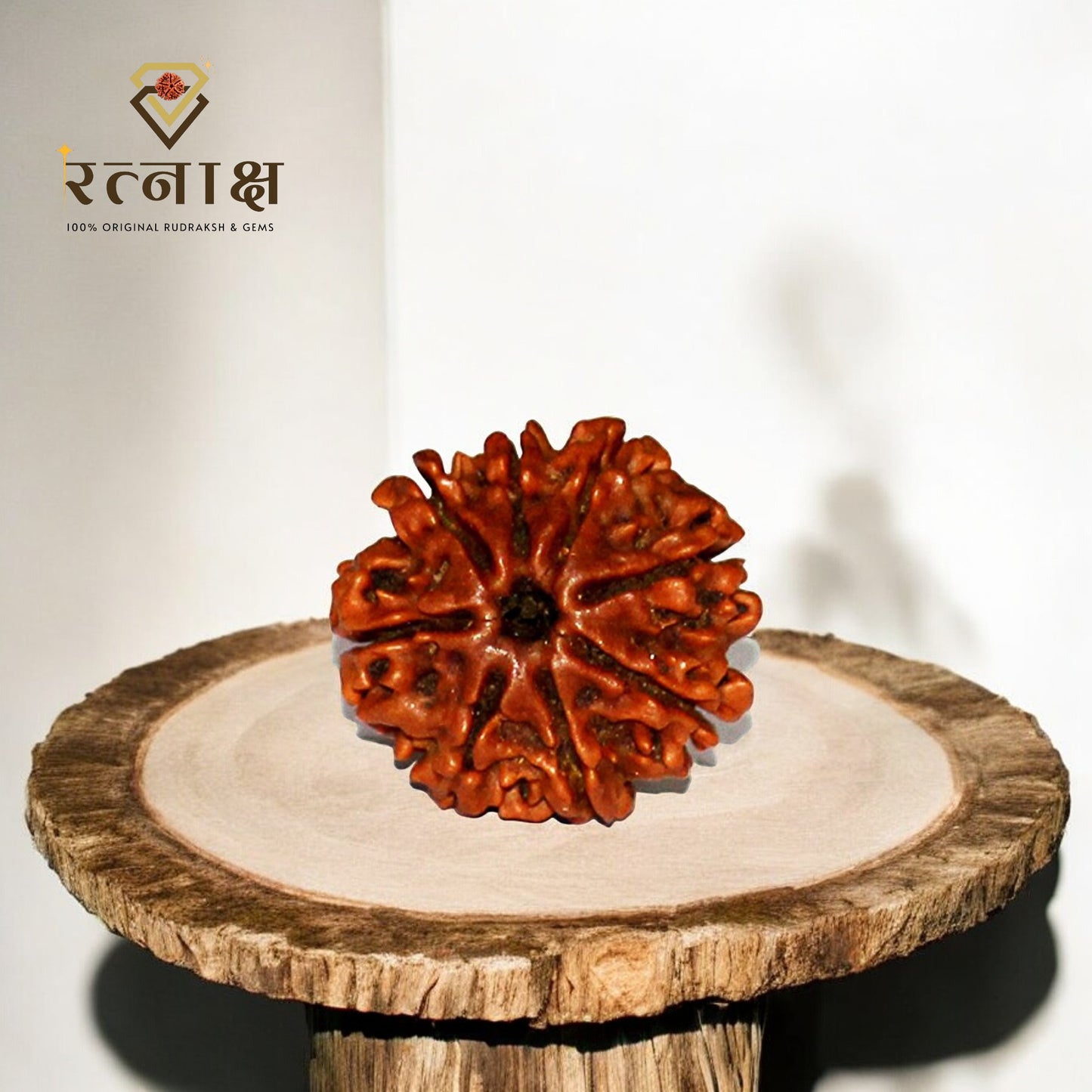 8 Mukhi Original Rudraksha