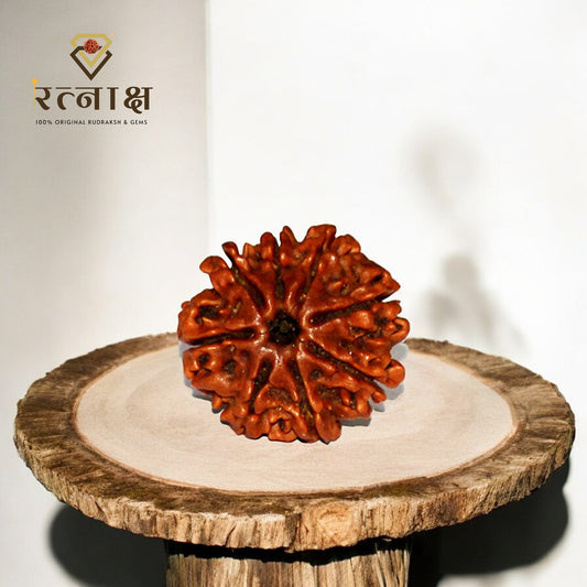 8 Mukhi Original Rudraksha