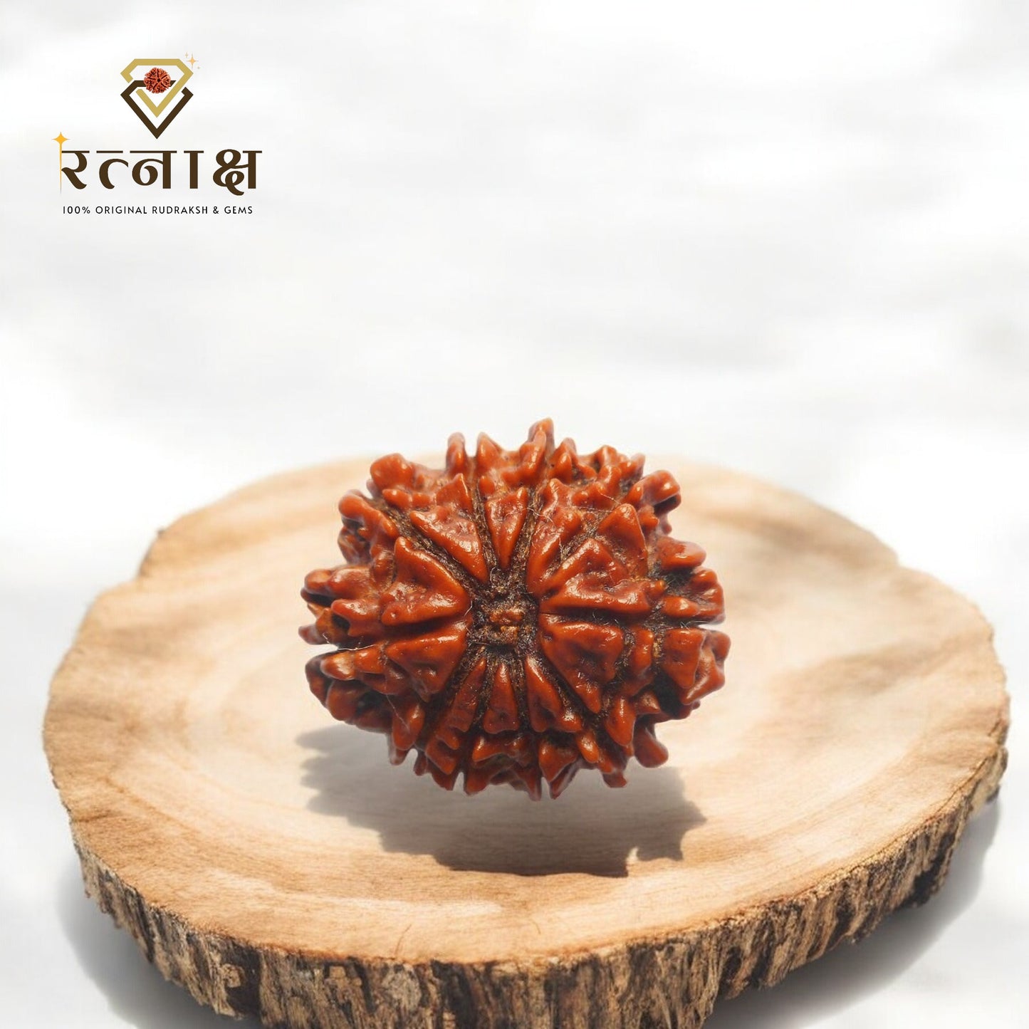 10 Mukhi Original Rudraksha
