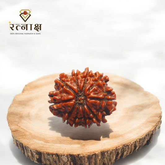 10 Mukhi Original Rudraksha