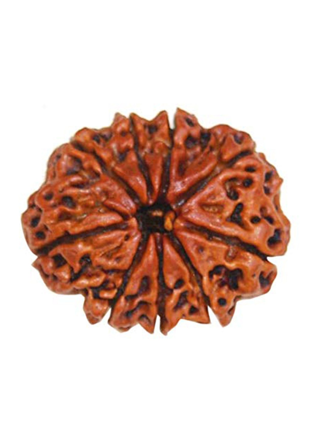 9 Mukhi Original Rudraksha