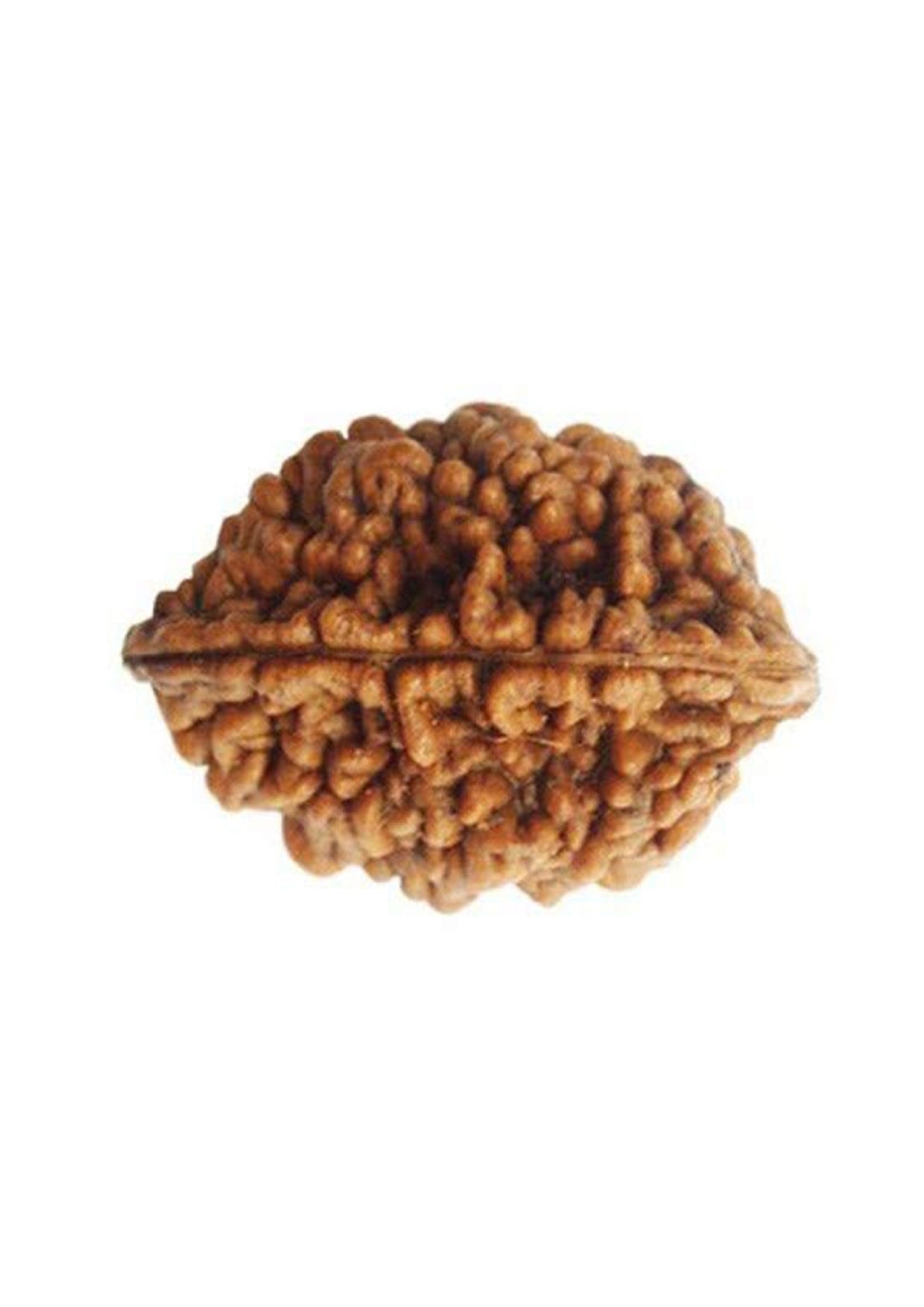 2 Mukhi Original Rudraksh