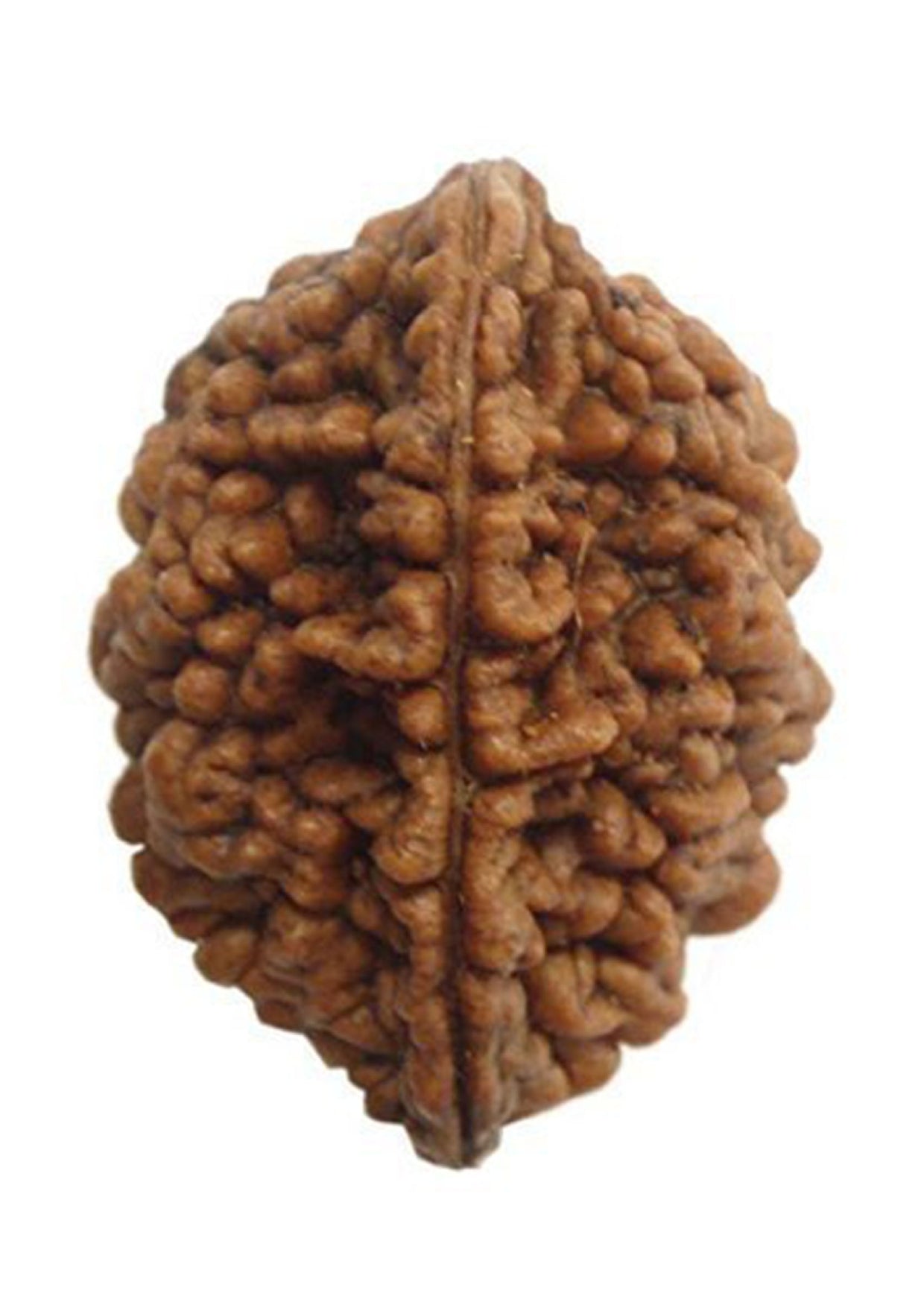 2 Mukhi Original Rudraksh