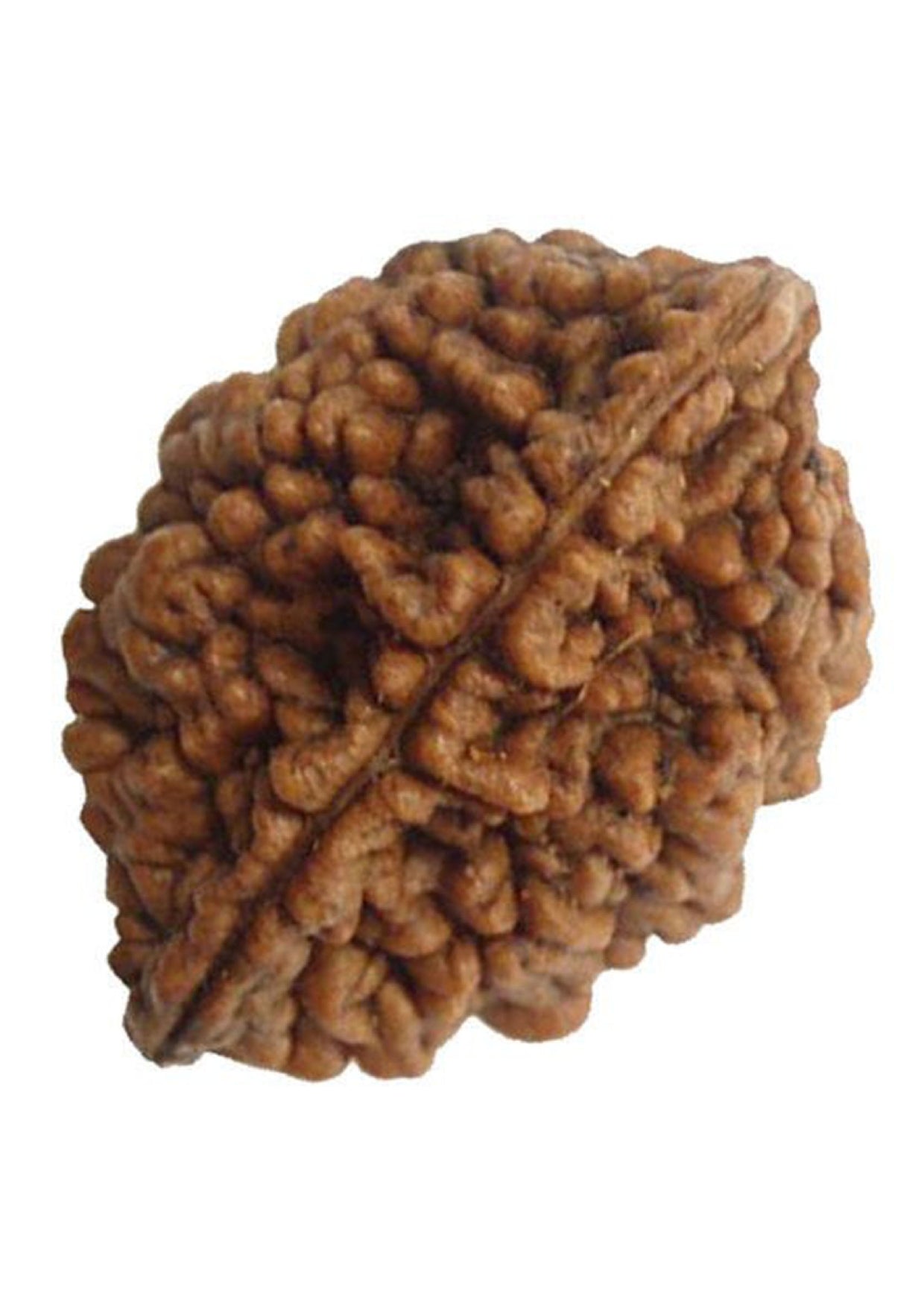 2 Mukhi Original Rudraksh