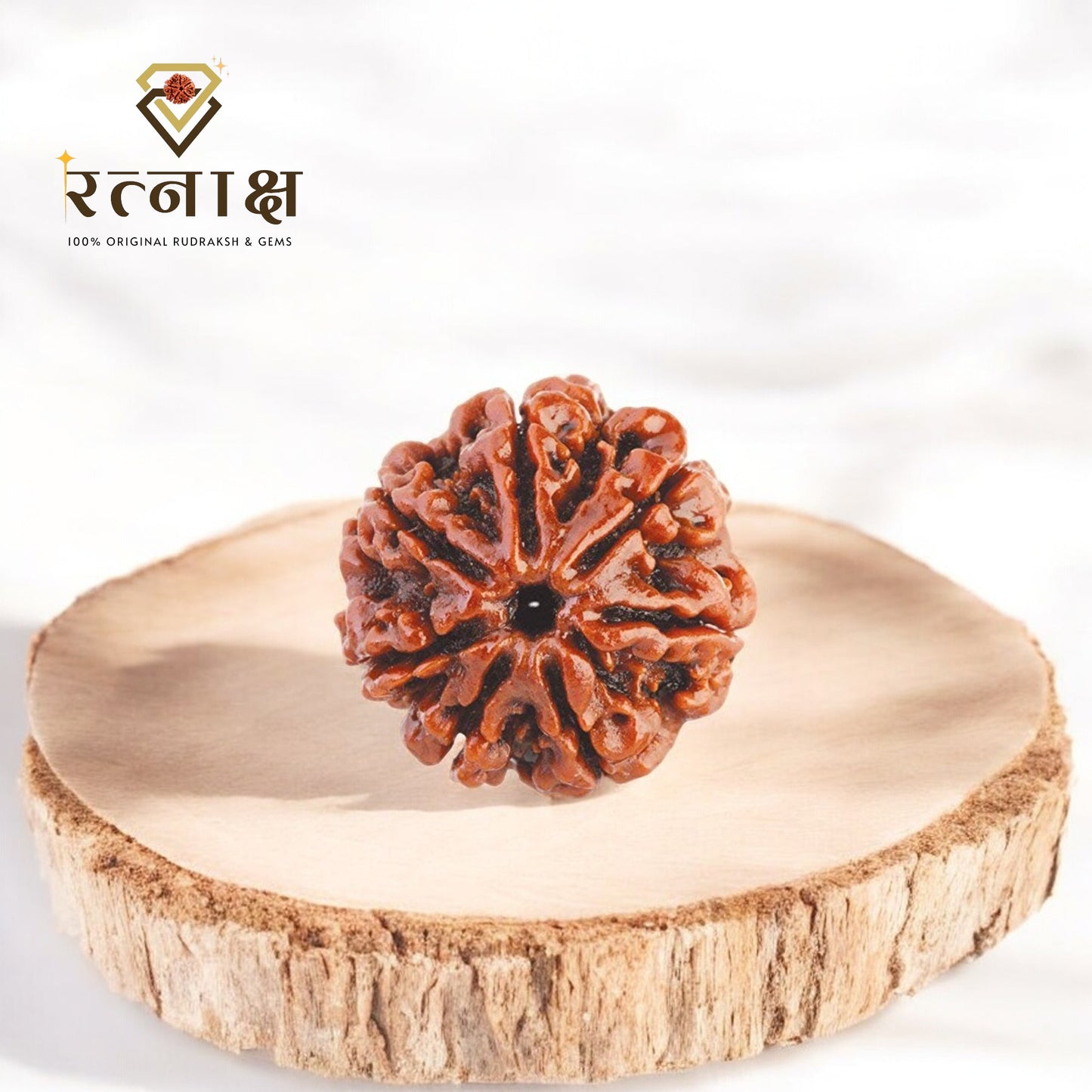 7 Mukhi Original Rudraksha