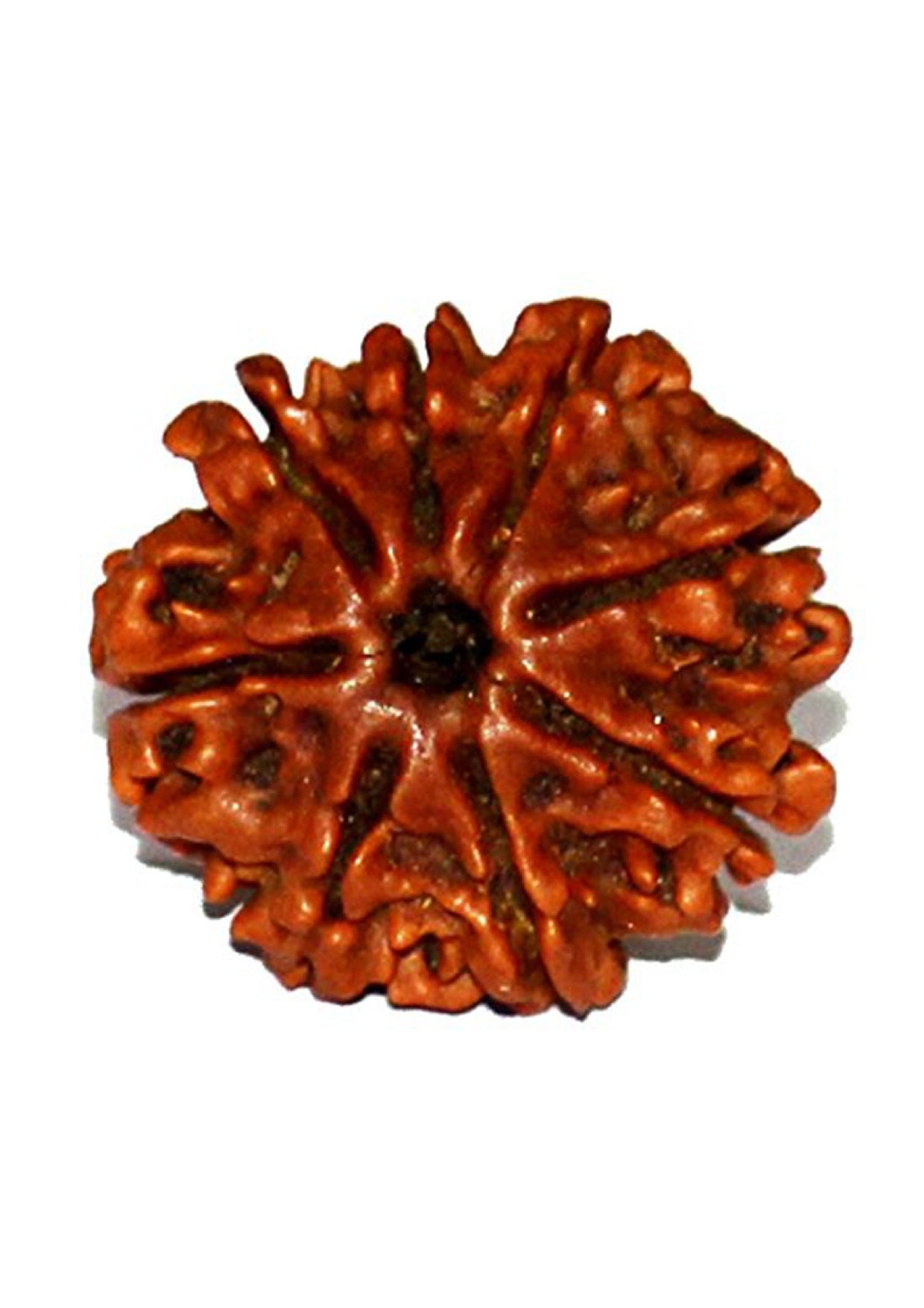 8 Mukhi Original Rudraksha