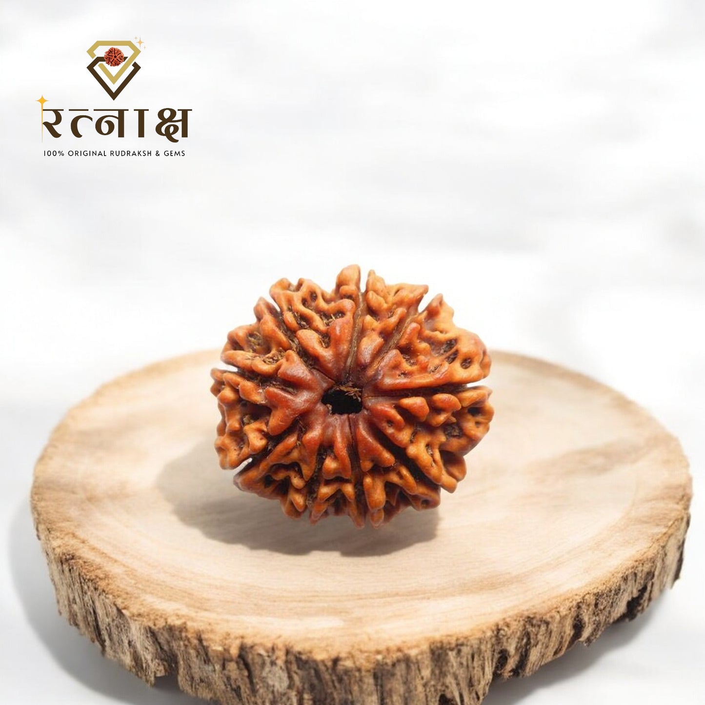 9 Mukhi Original Rudraksha