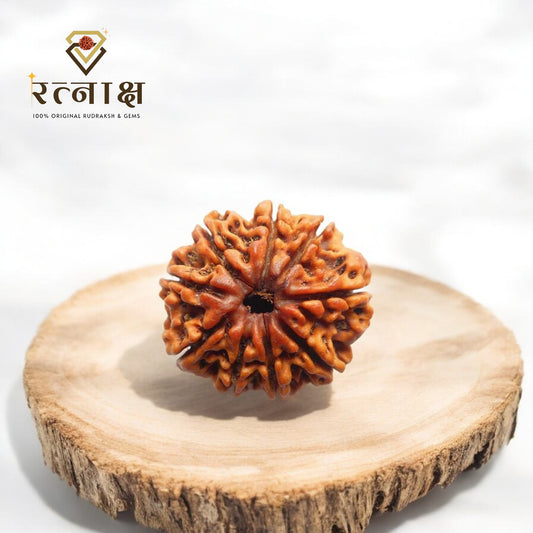 9 Mukhi Original Rudraksha
