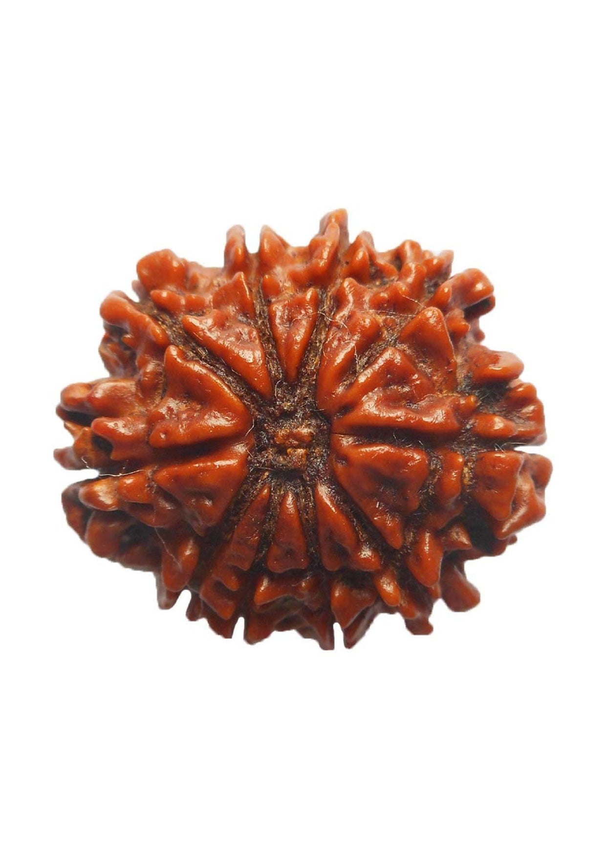 10 Mukhi Original Rudraksha